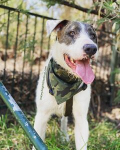 irish wolfhound x bull arab