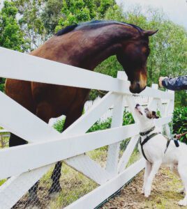 A dog and a horse touching noses