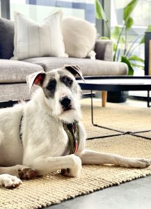 Wolfhound X Bull Arab