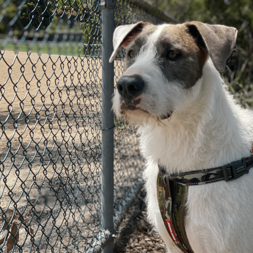 Irish wolfhound X bull arab